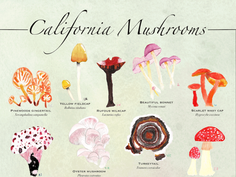 Mushrooms in the Classroom